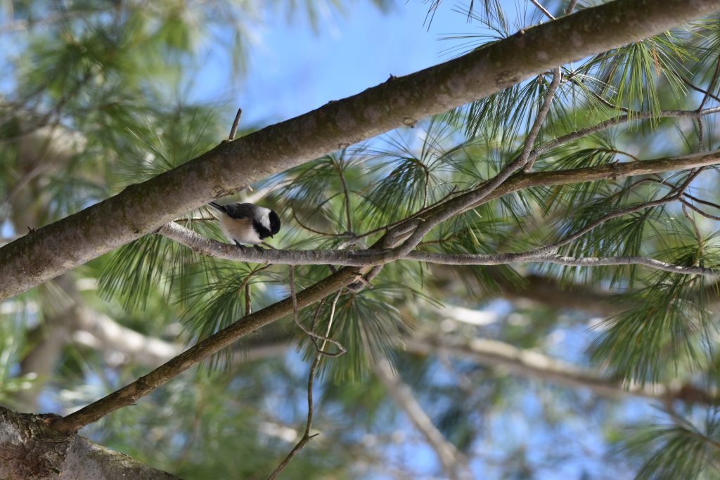 Close up photograph of a chickadee in a tree. There is a blue sky in the background, and other branches with pine needles are visible.