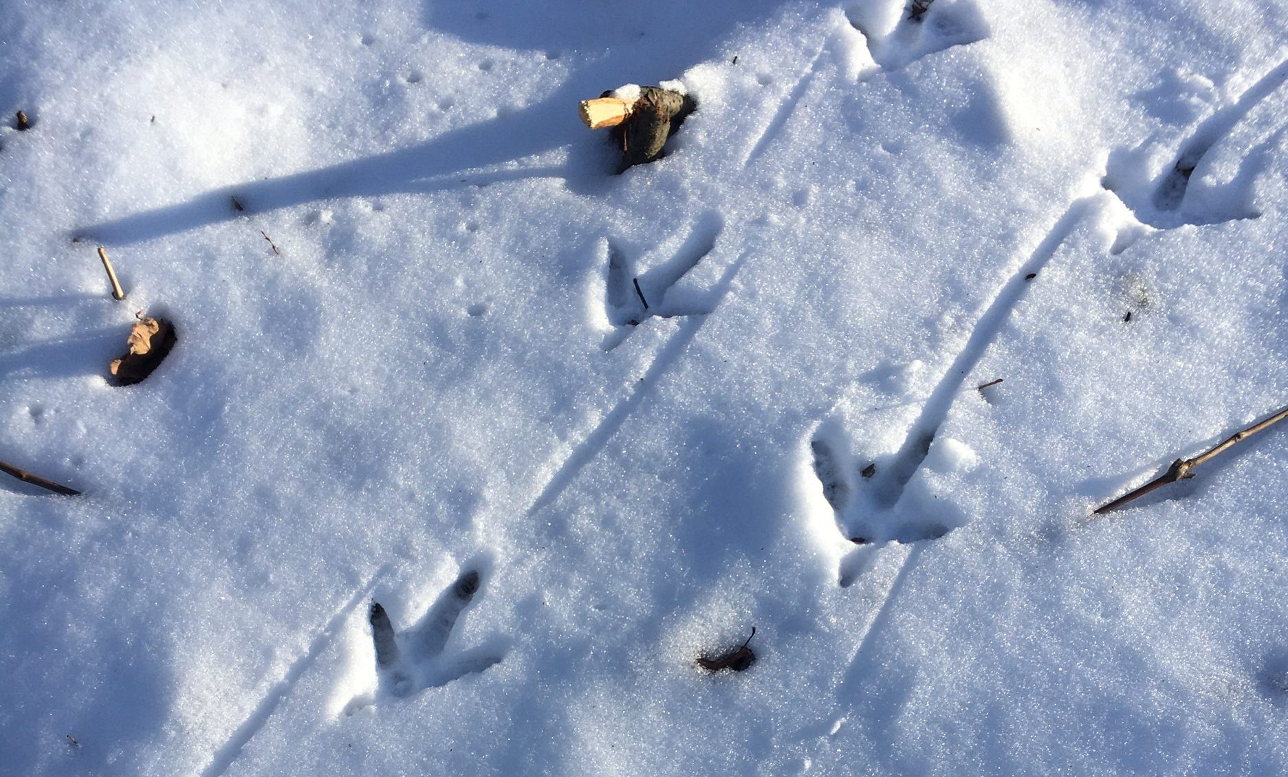 Turkey tracks left in winter snow. Five prints are visible.