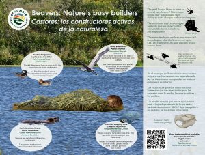 interpretive signage at ooms - beavers