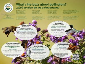 interpretive signage at ooms - pollinator
