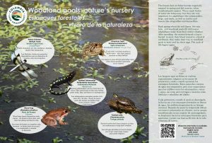 interpretive signage - woodland pools