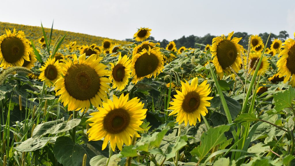 used for promotion countywide conservation plan town hall 4 Sunflowers in a large field