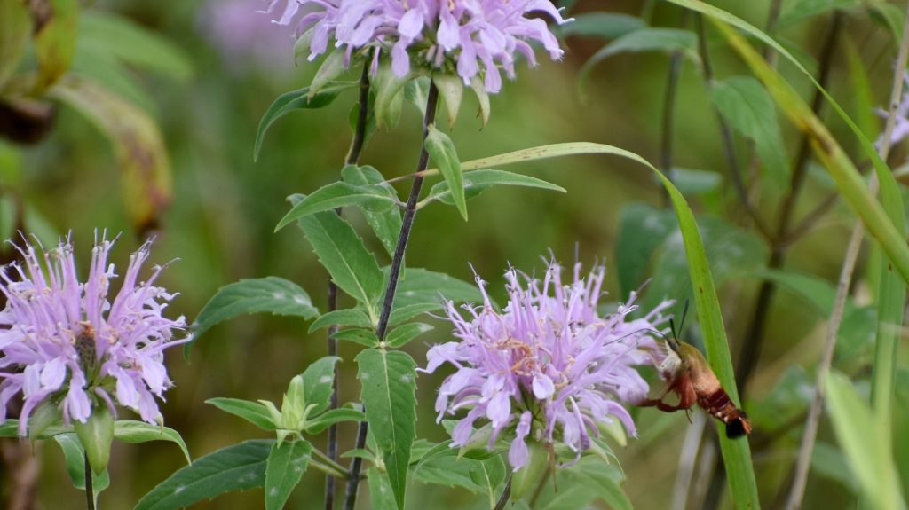 moth on monarda used for pollinator patch planting party
