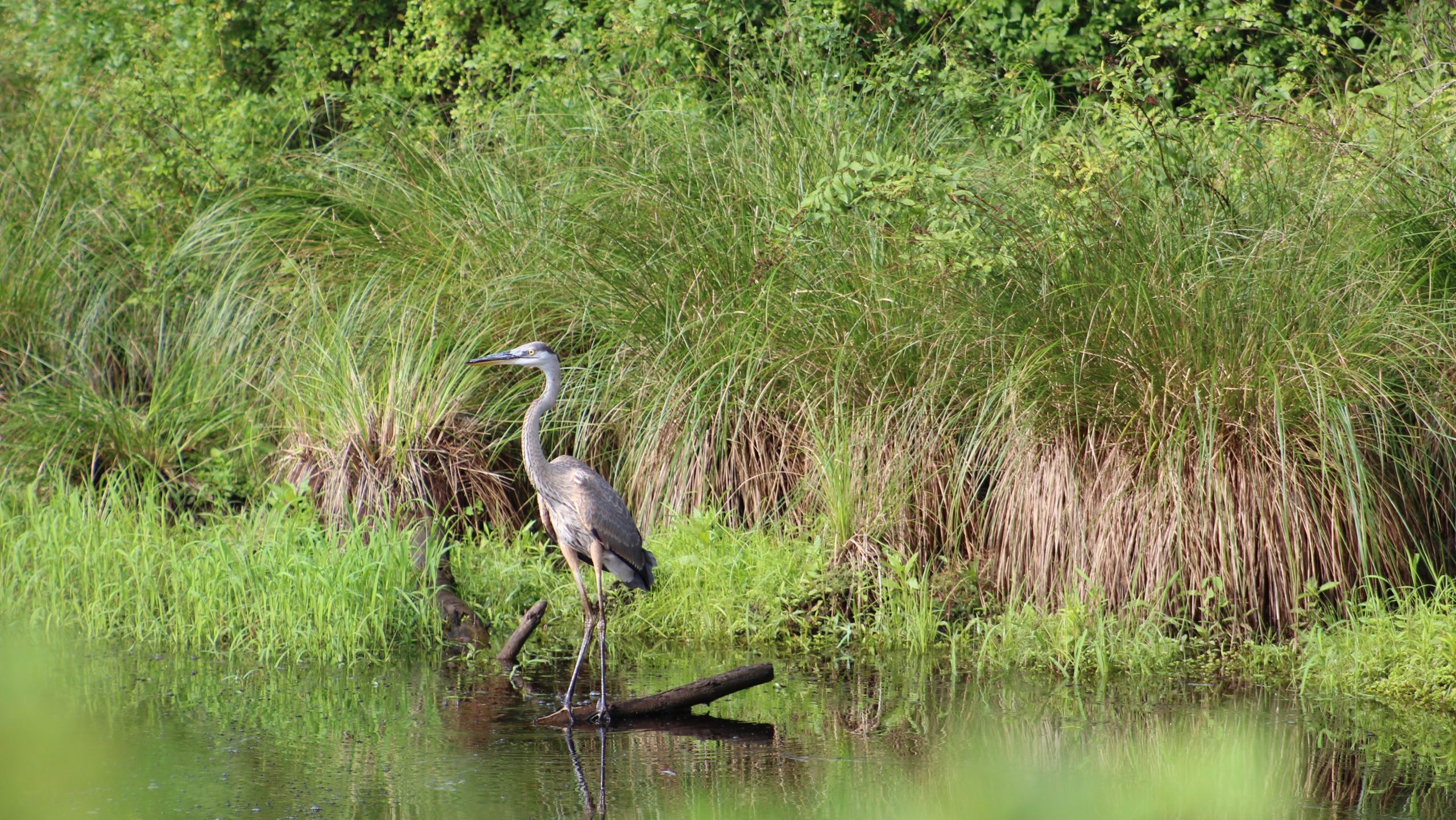 great blue heron in water used for promotion for wetland and habitat restoration walk