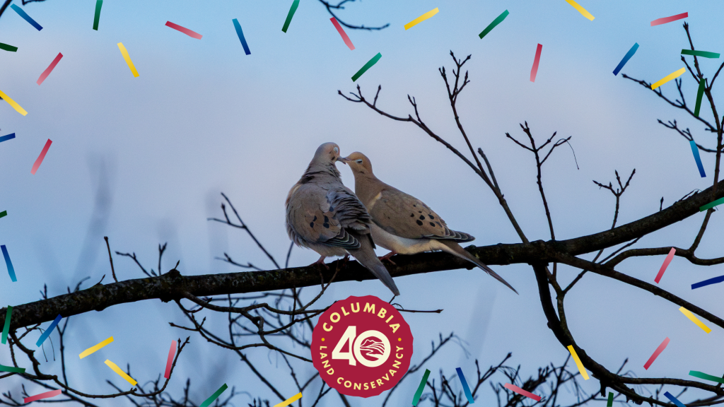 two mourning doves on a branch used for promotion of great backyard bird count